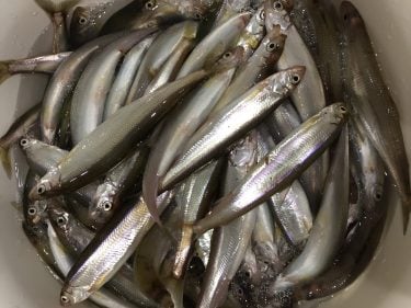 チカ釣りは時間帯が命！？300オーバーの大漁釣果報告！！