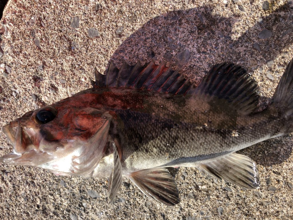 19 海サクラマス その後 北海道釣りブログ