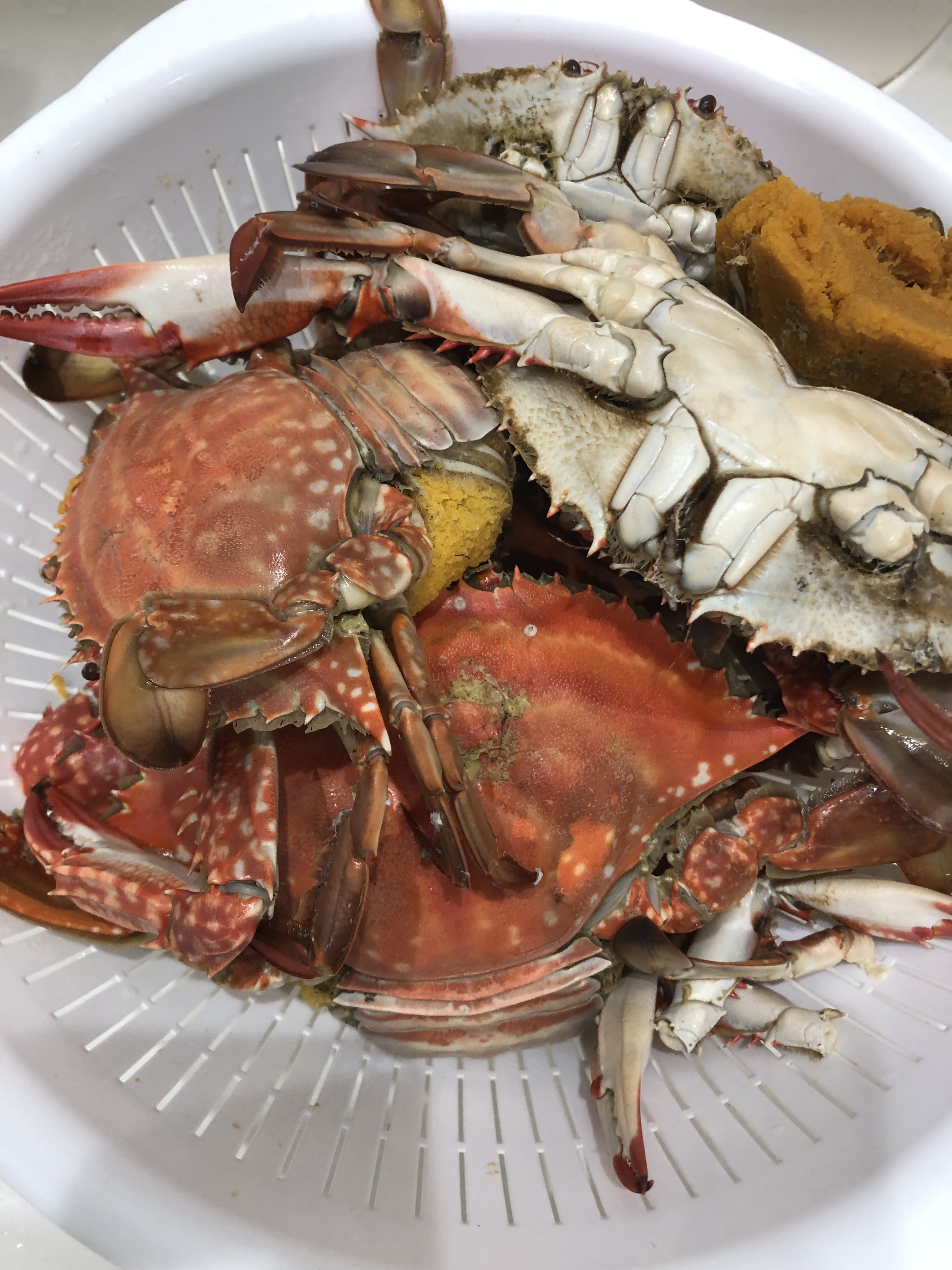 ヒラメ釣行 In 道南 噴火湾 ワタリガニ編 笑 北海道釣りブログ