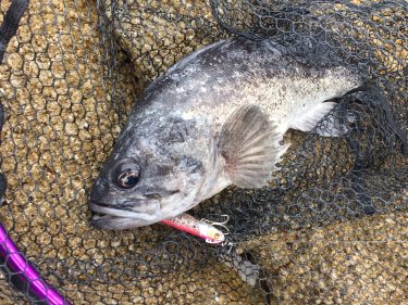 お久ブリーフ！！　しんちぇるパパ復活！！