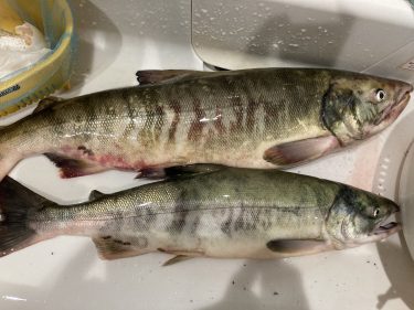 鮭釣り用のロッド パームス レラカムイ 評価してみた！！│北海道釣り